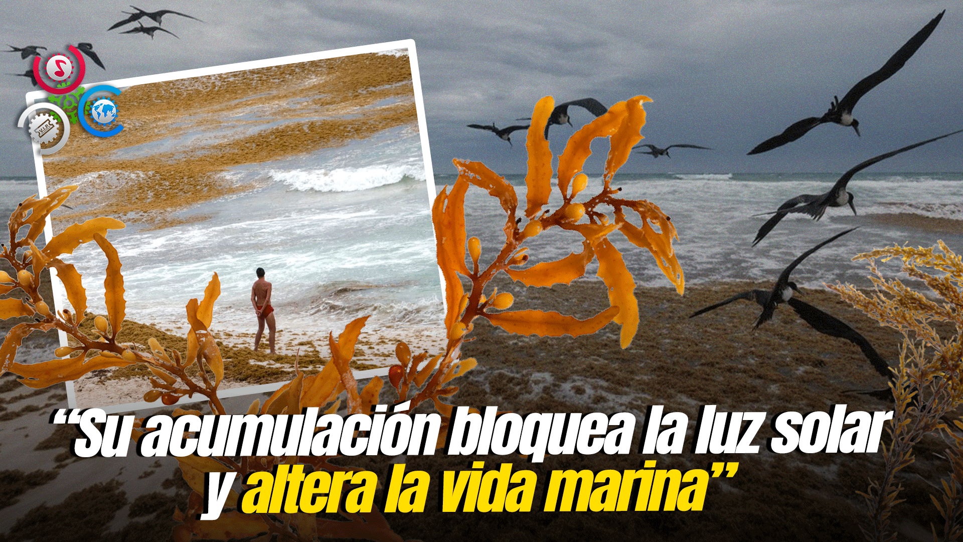 38 Millones De Toneladas De Sargazo Invaden El Caribe