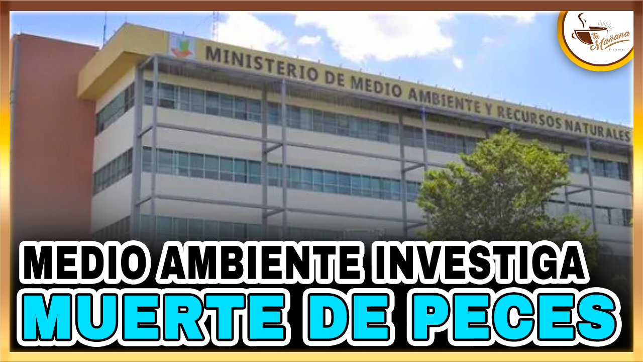 Medio Ambiente Investiga Muerte De Peces En Costas De Sabana De La Mar Y Miches | Tu Mañana By Cachicha