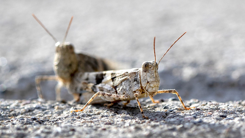 Millones De Saltamontes Están Invadiendo Las Vegas Y Los Videos Son Muy Inquietantes