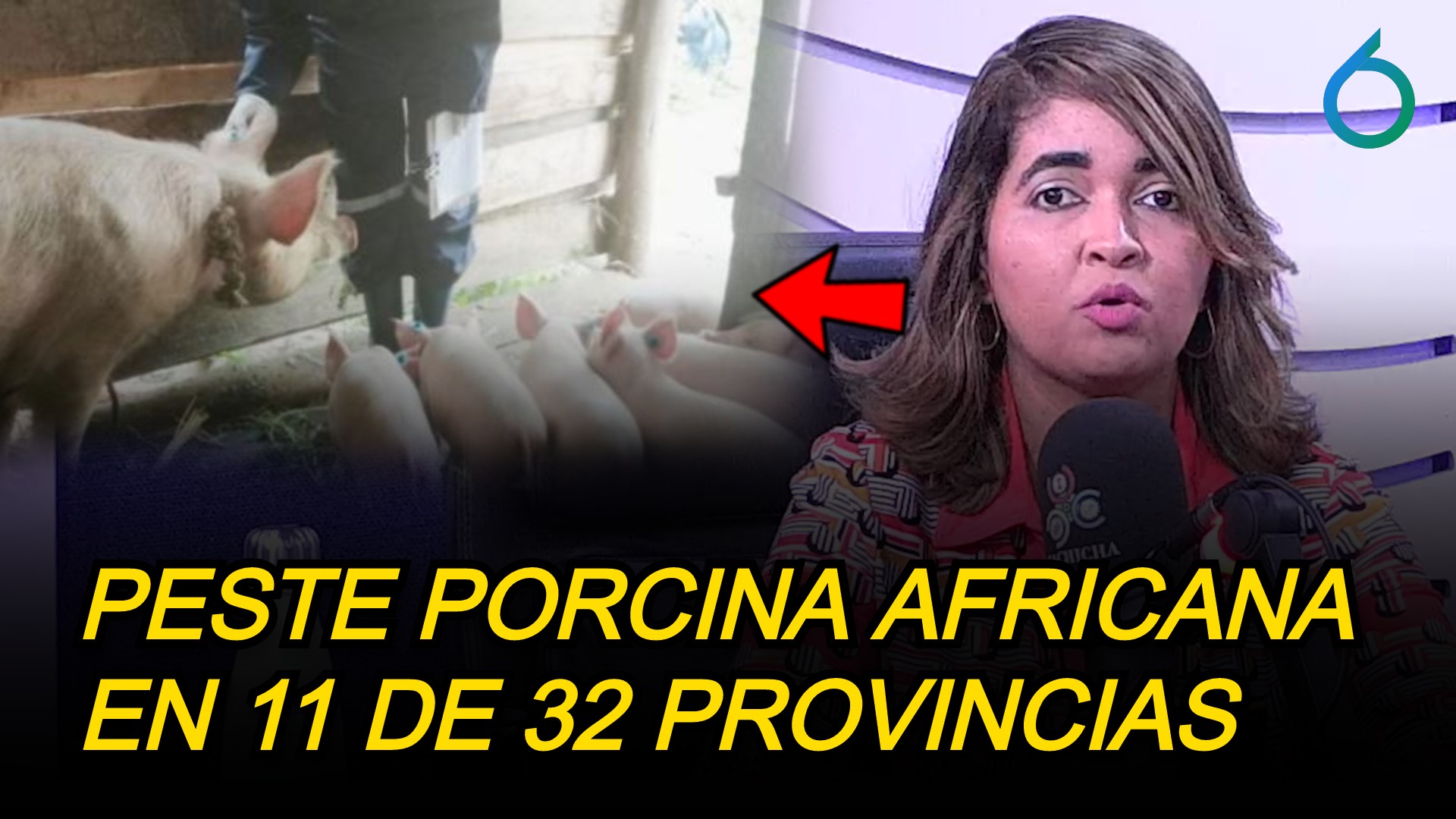Peste Porcina Africana En 11 De 32 Provincias | 6to Sentido