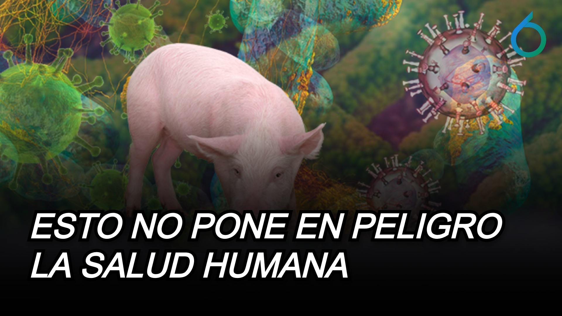 La Peste Porcina Africana No Pone En Peligro La Salud Humana | 6to Sentido