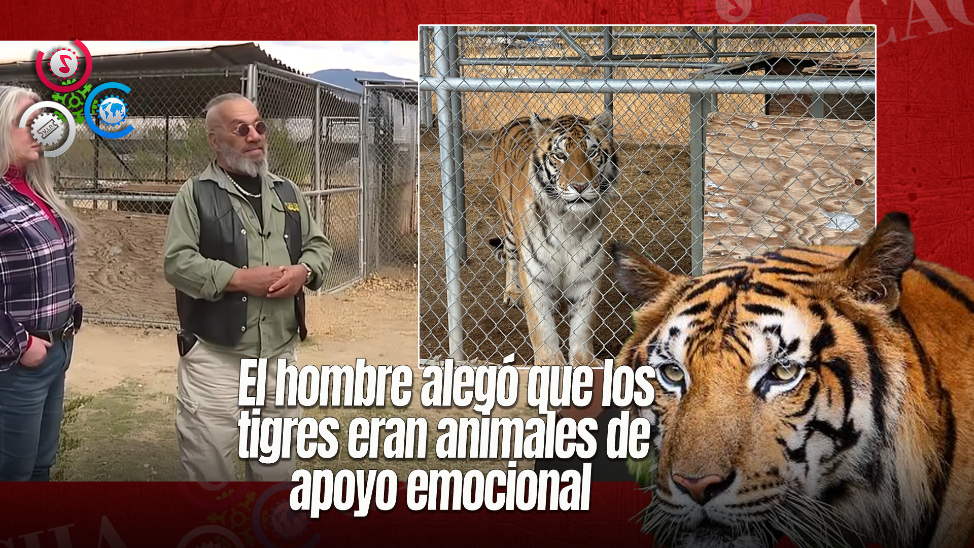 Nevada: Hombre Detenido Por Mantener Ilegalmente Siete Tigres En Su Propiedad