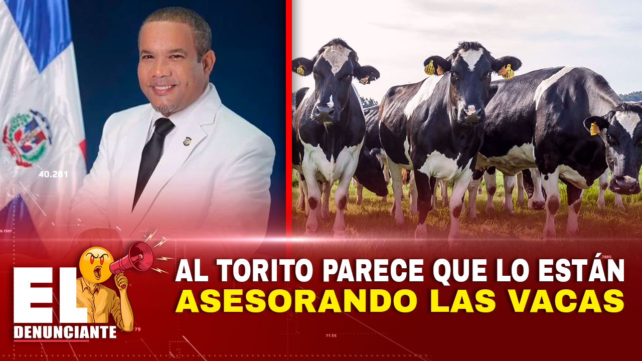 Al Torito Parece Que Lo Están Asesorando Las Vacas | El Denunciante By Cachicha
