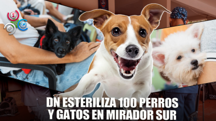 Alcaldía Del DN Esteriliza A 100 Perros Y Gatos En Parque Mirador Sur En Jornada De Bienestar Animal
