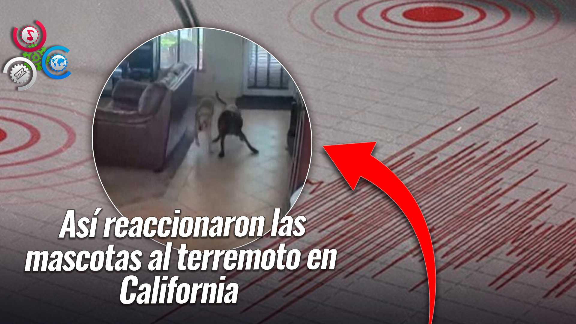 Cámaras Captan A Perros Y Gatos Alarmados Por Temblor De 5.2 En California