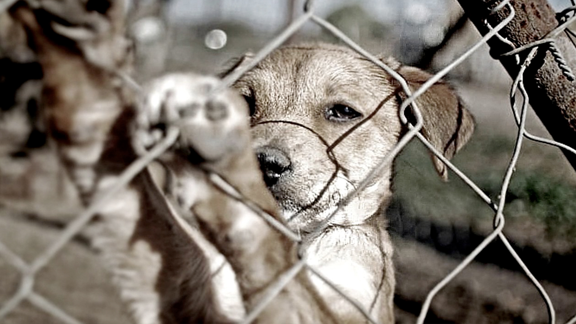 Asociaciones Sin Fines De Lucro Se Quedan Sin Presupuestos, Animales Para Las Calles