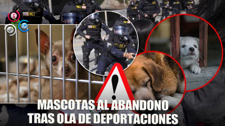 Aumenta El Abandono De Mascotas Tras Deportaciones De Inmigrantes