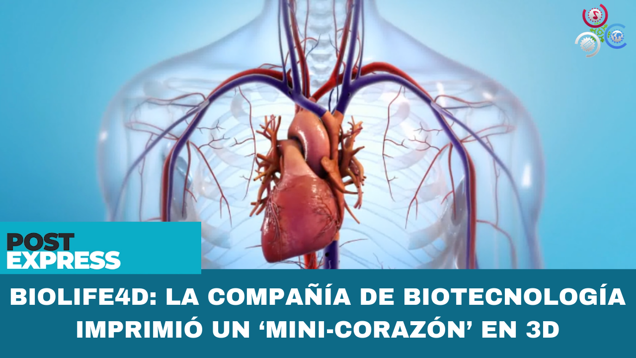 LA COMPAÑÍA DE BIOTECNOLOGÍA IMPRIMIÓ UN ‘MINI CORAZÓN’ EN 3D