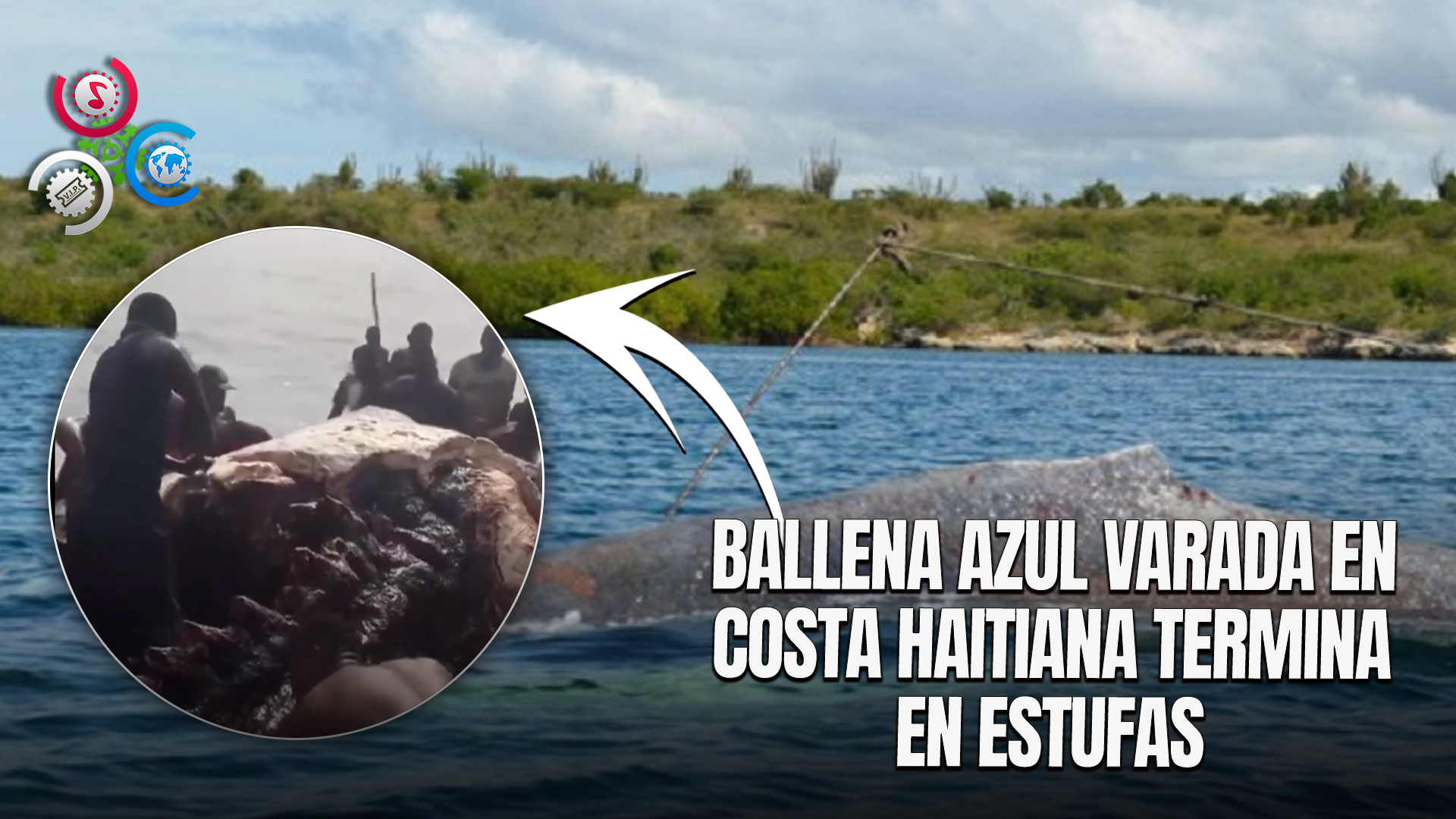 Ballena Azul Varada En Haití Es Sacrificada Para Consumo Local