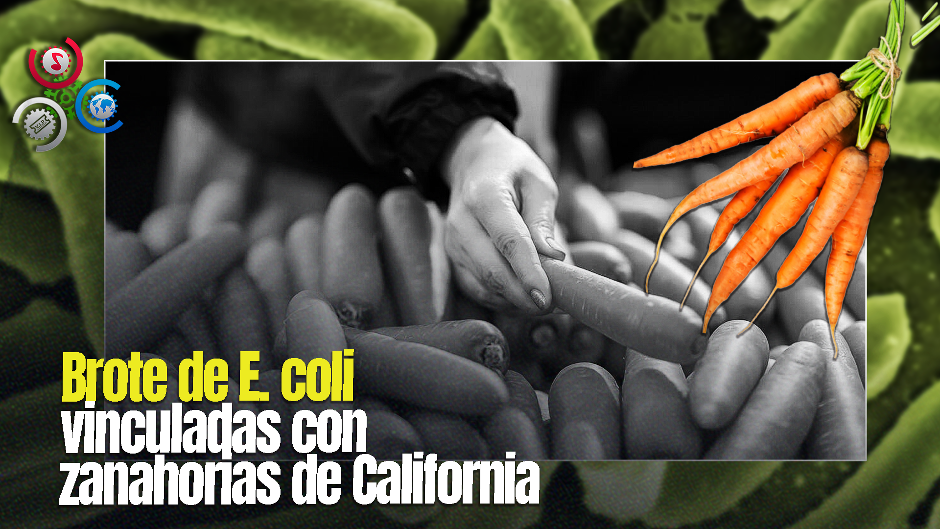 Brote De E. Coli Por Zanahorias Contaminadas En EE.UU.: Al Menos Un Muerto Y 39 Afectados