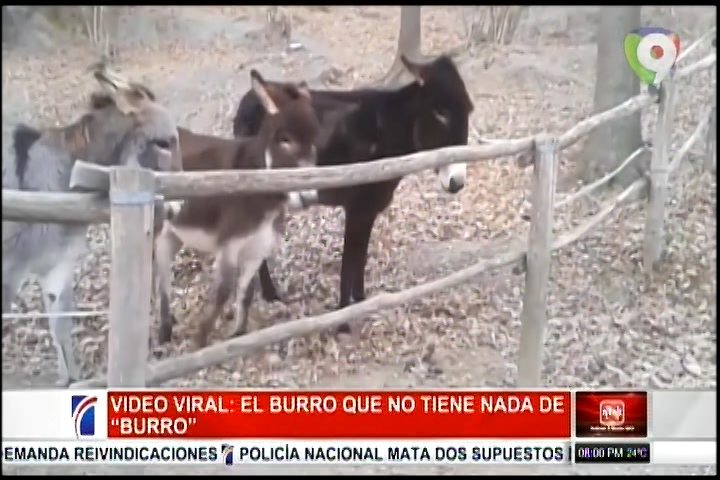 Burro Sorprende Con Su Ingenio Y Se Vuelve Viral