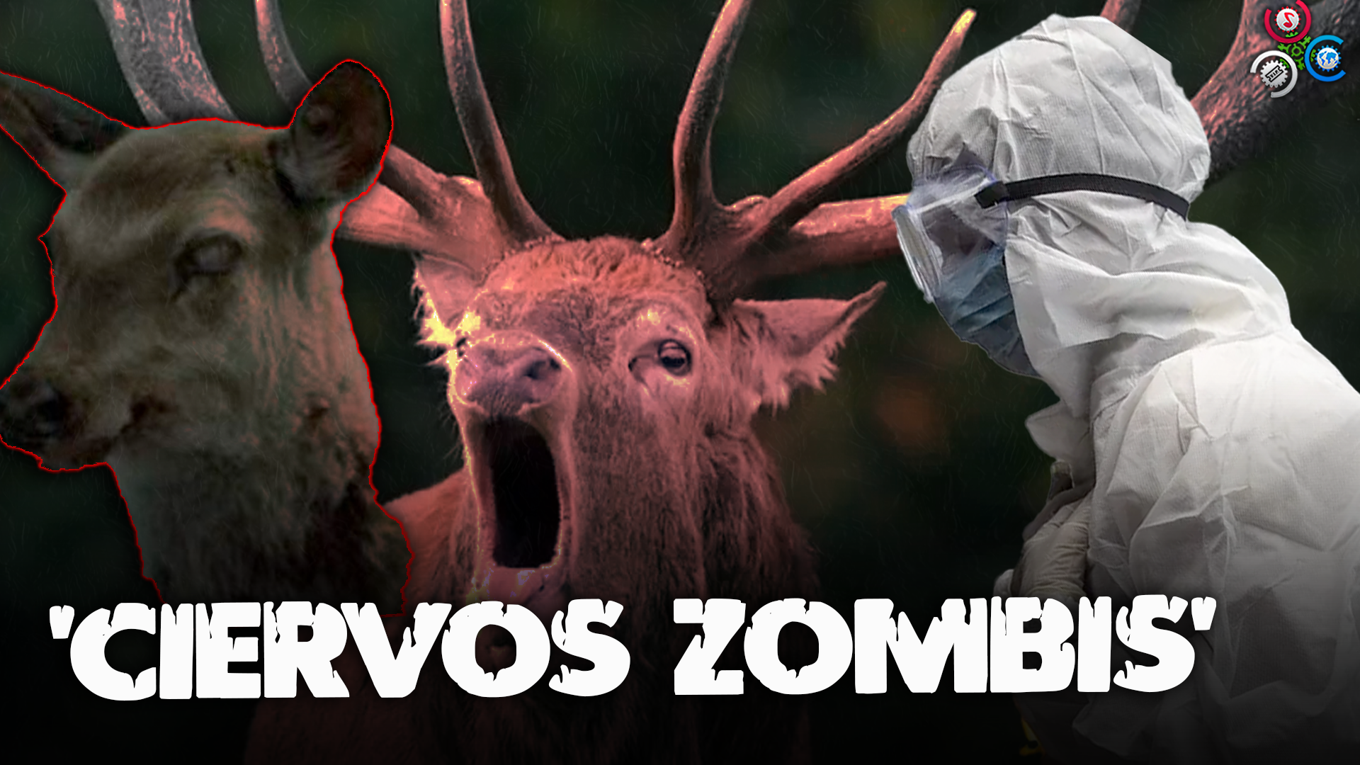 Enfermedad De “CIERVOS ZOMBIS” Enciende Alerta En Canadá Y EU Ante Posible Contagio A Humanos