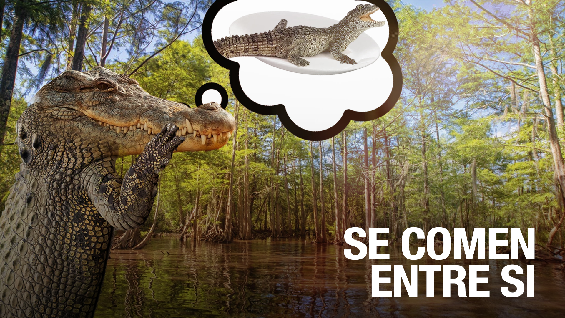 ¿Canibalismo? Cocodrilo Se Come A Otro Sin Razón Aparente