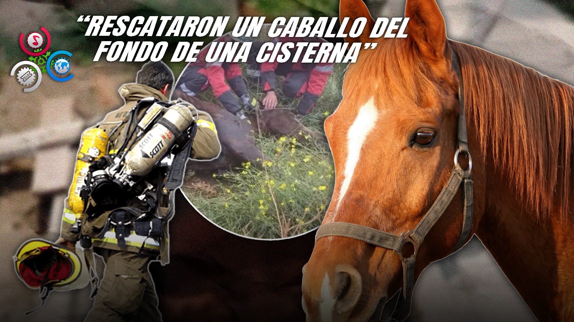 Caballo Cae En Cisterna Y Es Salvado Por Bomberos Y Vecinos