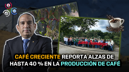 Café Creciente Impulsa Recuperación Del Sector Cafetalero Dominicano