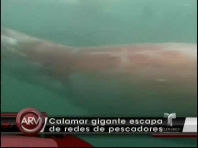 Captan En Cámara Un Calamar Gigante #Video