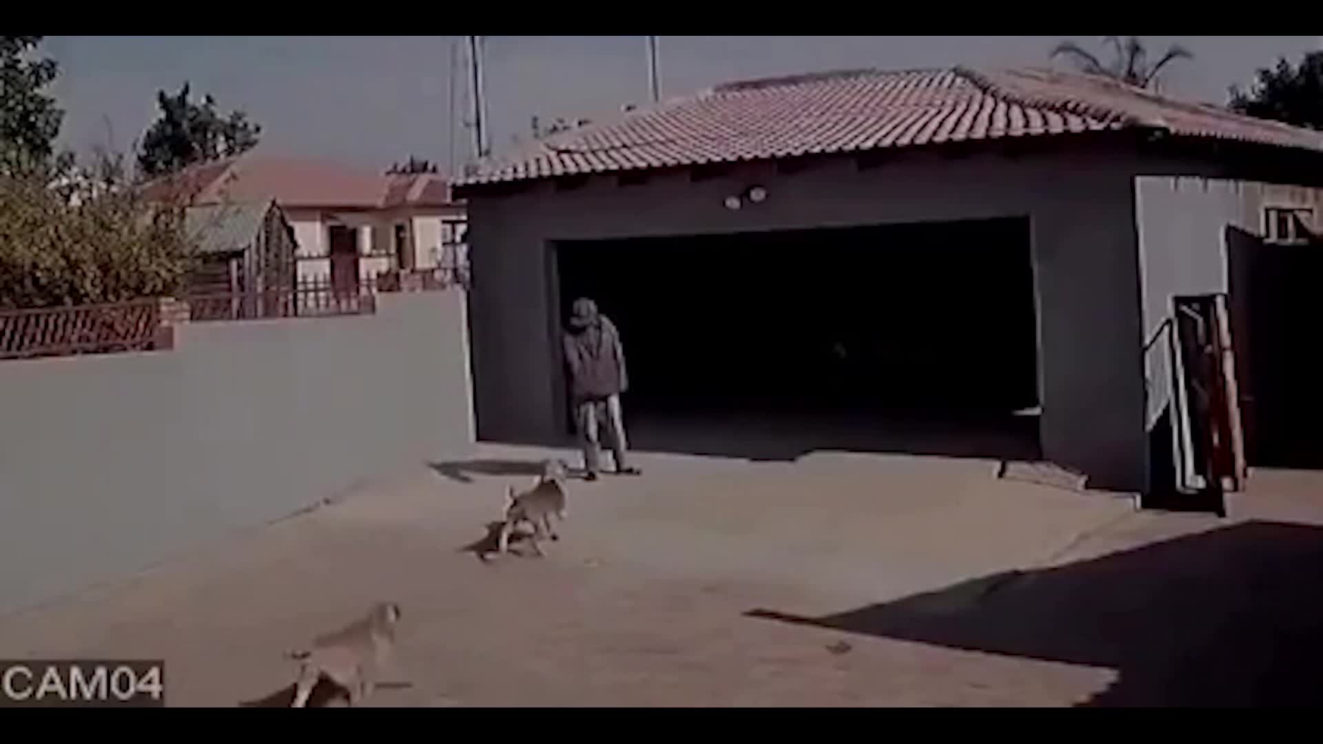 ¡Captado En Cámara Momento En Que Ladrón Es Atacado Por Perros! | No Se Lo Esperaba