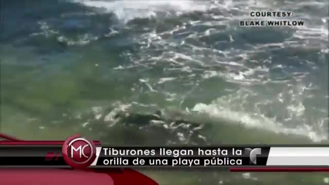 Captan Decenas De Tiburones En La Orilla De Una Playa En Florida #Video