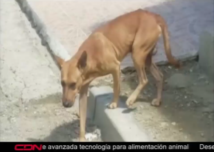 En Los Llanos De La Herradura Apresan A Un Hombre Acusado De Dejar Morir A Los Perros Y Quemarlos