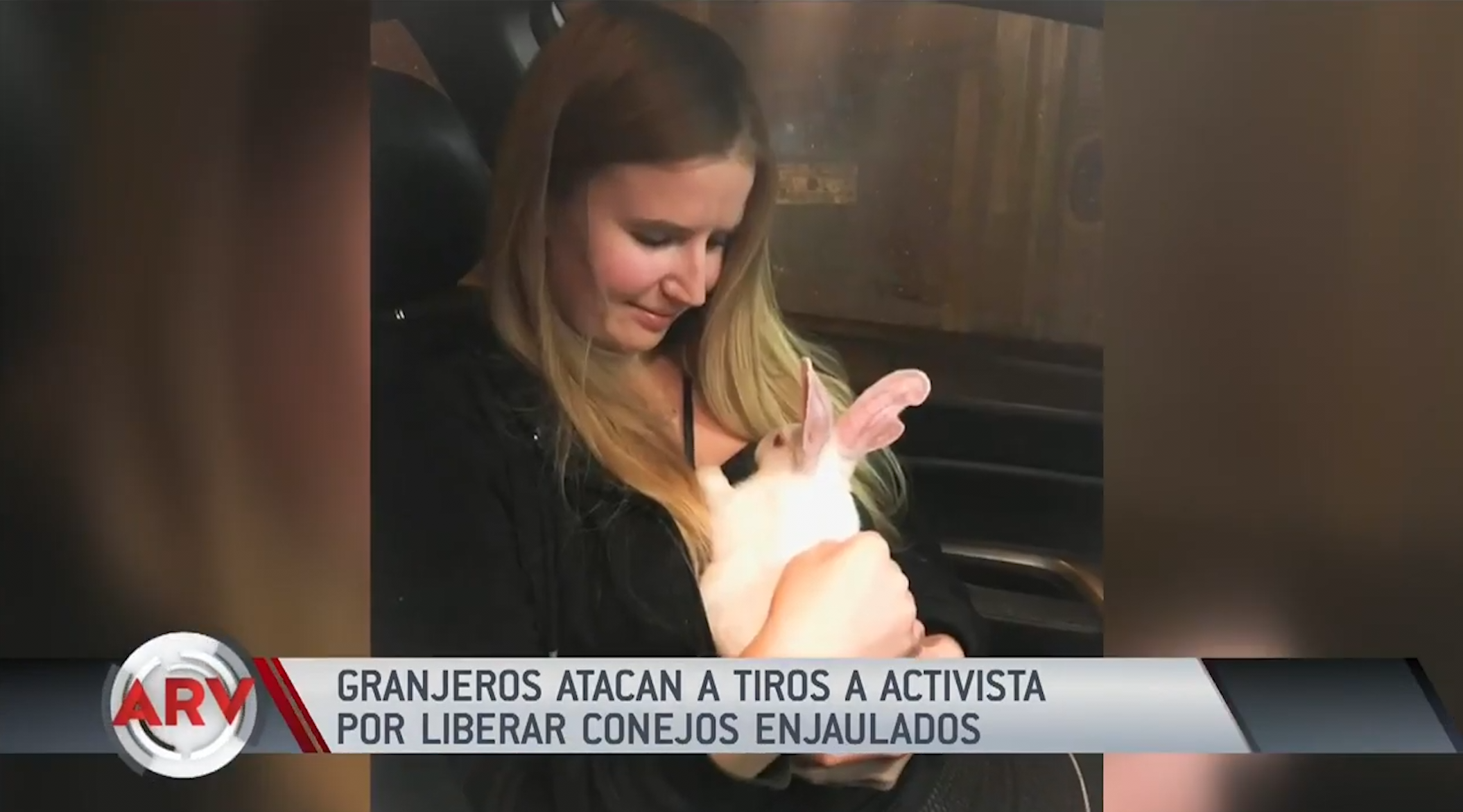 Granjeros Atacan A Balazos A Activistas Por Liberar Conejos Maltratados