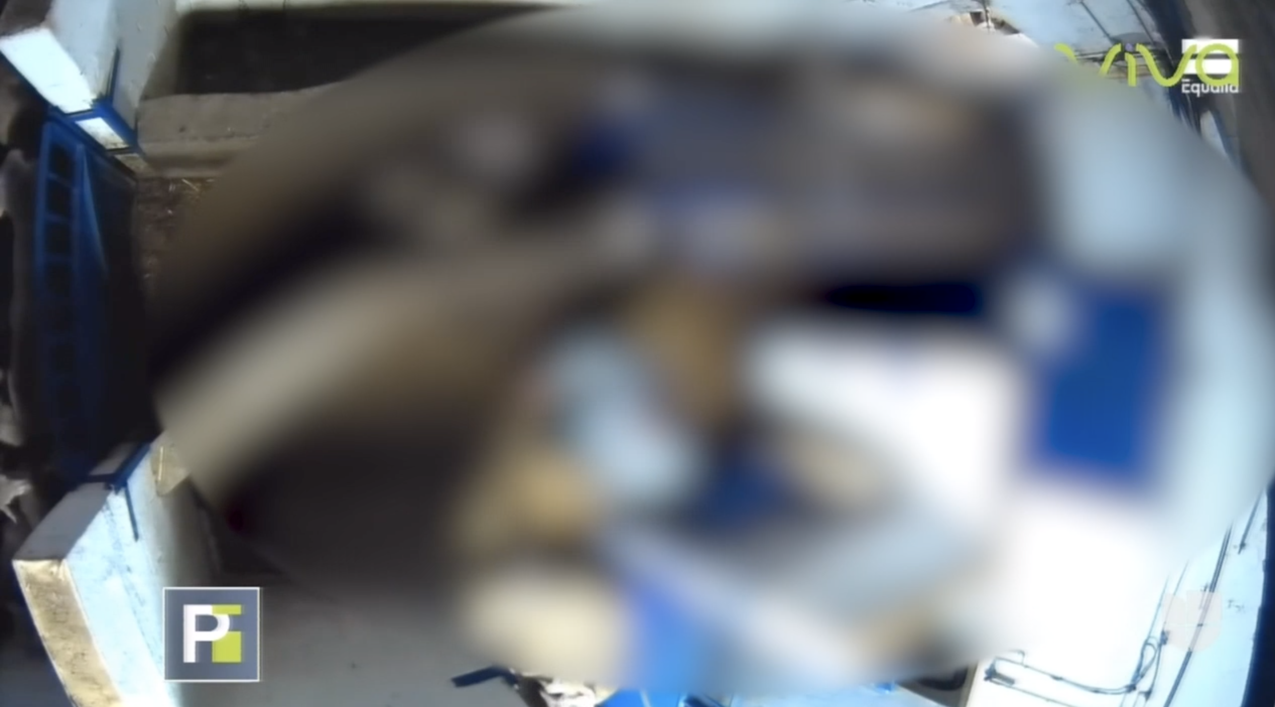 Así Maltratan A Los Animales Antes De Ser Sacrificados