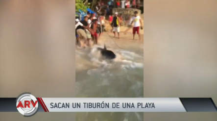 En Sosúa Jóvenes Amarran A Un Tiburón Para Sacarlo De La Playa Mientras Agonizaba
