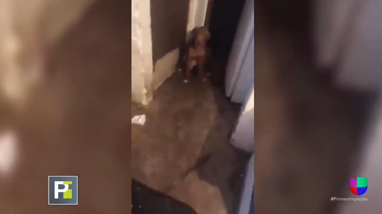 Arrestan A Una Mujer Por Vender Comida Preparada Con La Carne De PERRO