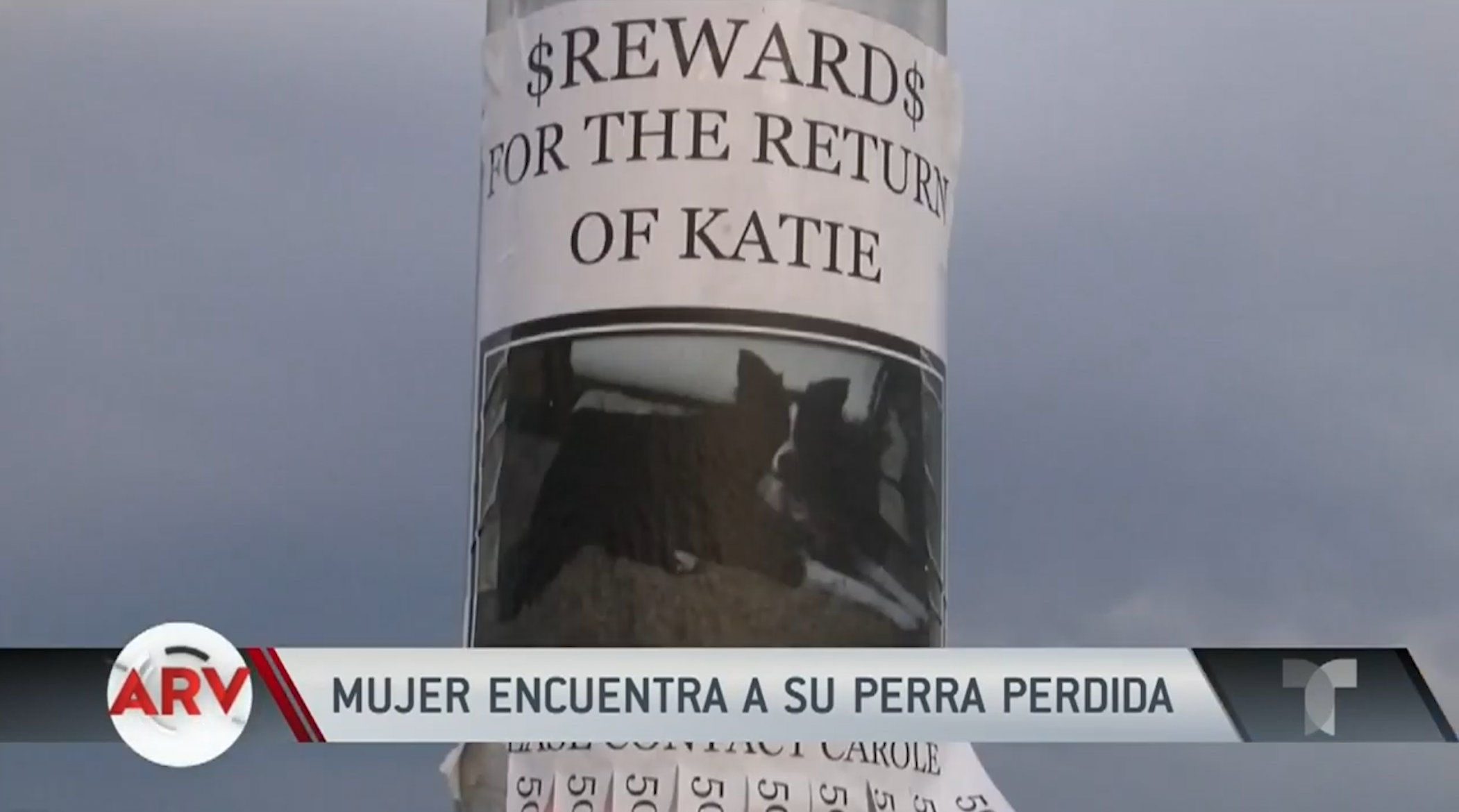 Mujer Renuncia A Su Trabajo Para Buscar A Su Perra Perdida