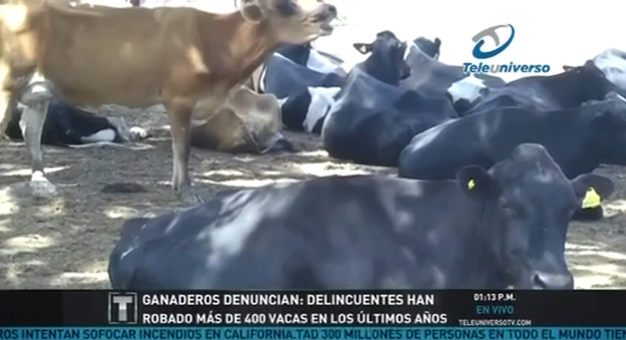 Ganaderos Denuncian Delincuentes Han Robado Mas De 400 Vacas En Los últimos Años