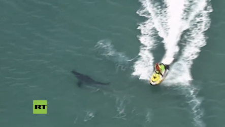 Un Enorme Tiburón Blanco Mata A Un Surfista Y Escapa Mar Adentro