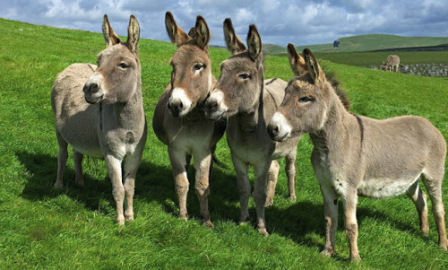 El Inhumano Video De Dirigentes Del PRM Arrastrando A Un “BURRO”