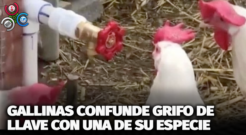 Gallina Confunde Canilla Con Integrante De Su Especie Y La Reacción Se Hace Viral