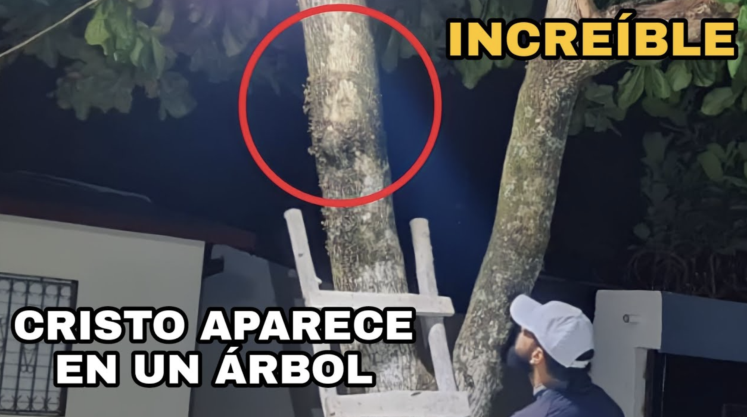 ¡¡¡INCREÍBLE!!; JESÚS CRISTO APARECE EN UN ÁRBOL, FRENTE A UNA CASA