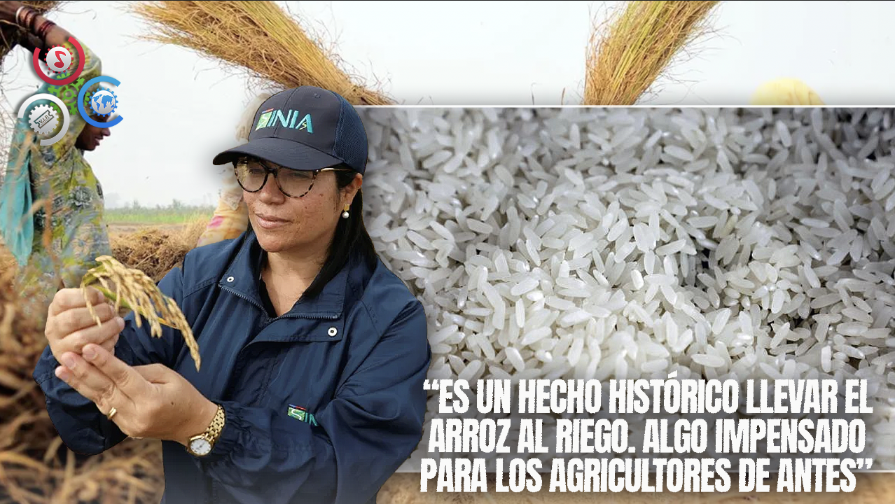 Chile Desarrolla Un Arroz Resistente Capaz De Adaptarse Al Cambio Climático