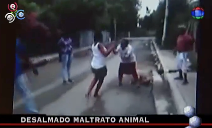 Terrible Maltrato Animal #Video