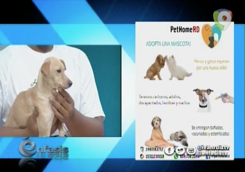 Rescate De Animales Desamparados De PetHomeRD En Énfasis Con Ivan Ruiz