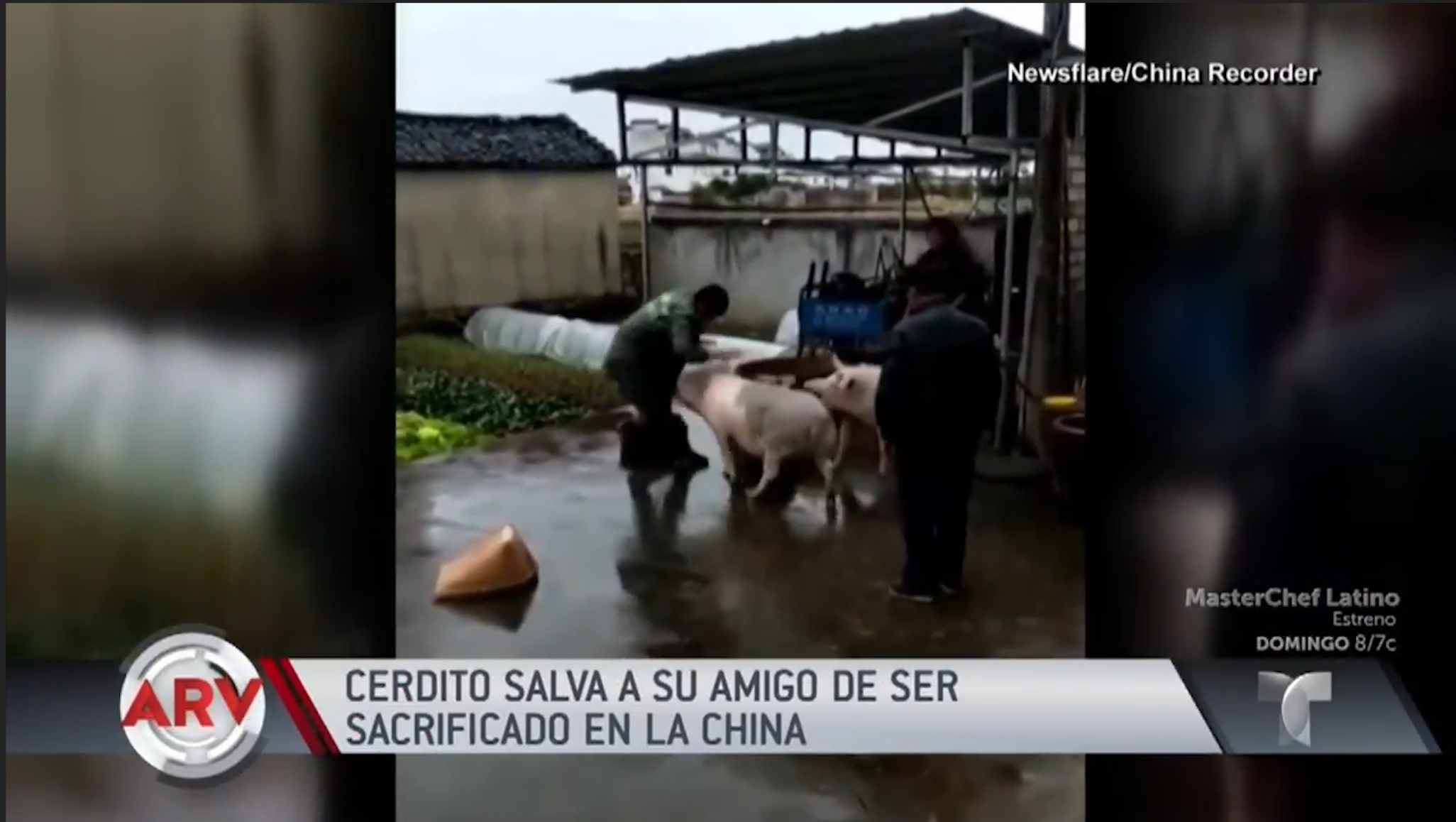 China: Cerdo Salva A Su Amigo De Ser Sacrificado