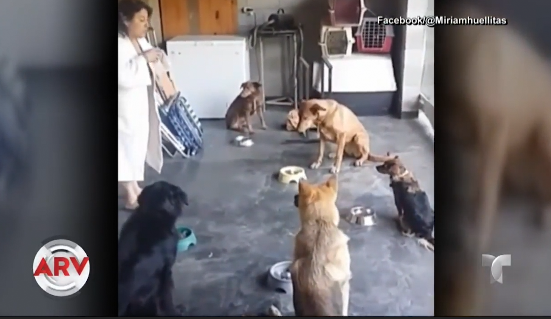 Perros Agradecidos Rezan Antes De Comer