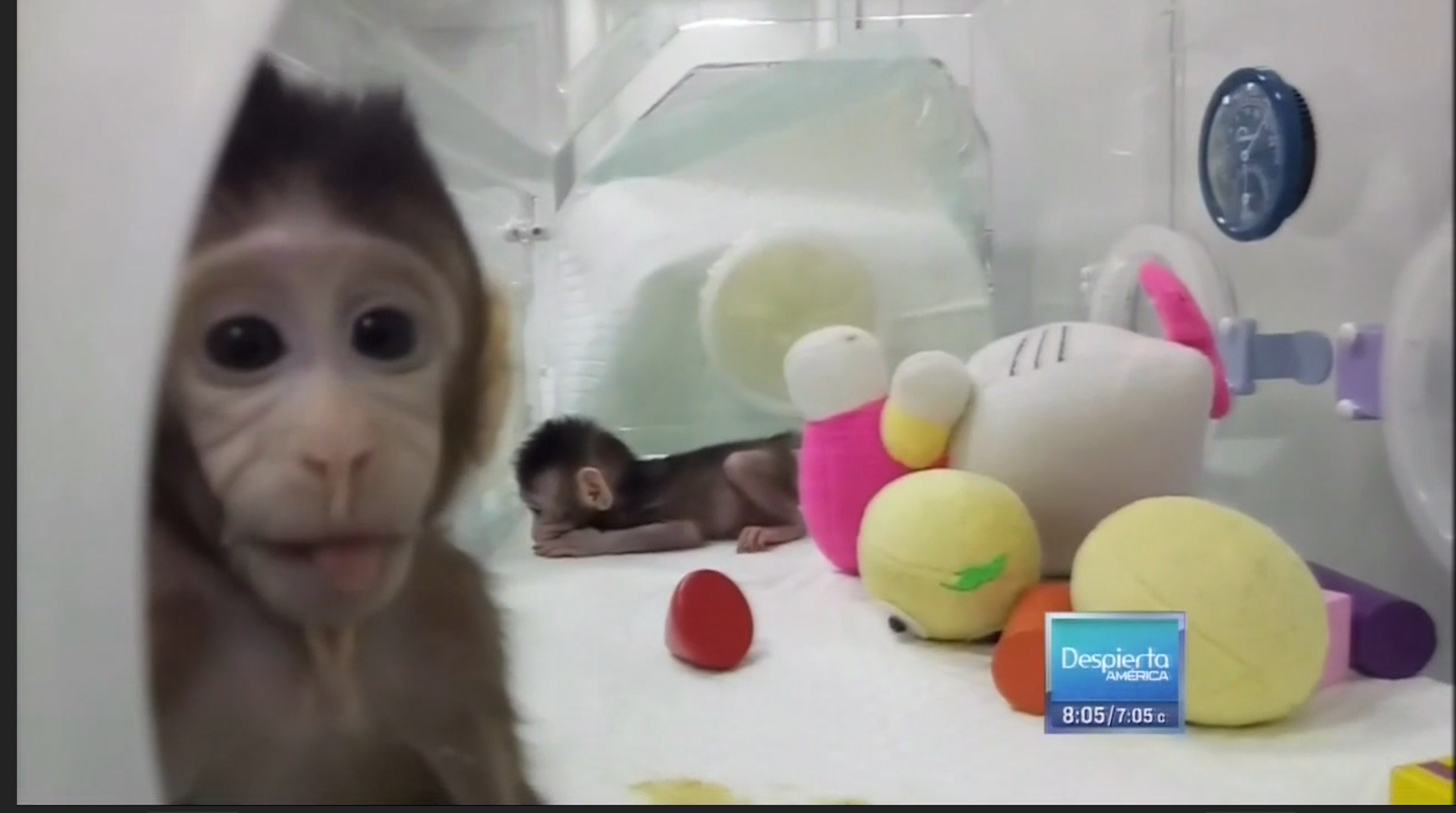 Científicos Chinos Crean Bebé Mono Clonado