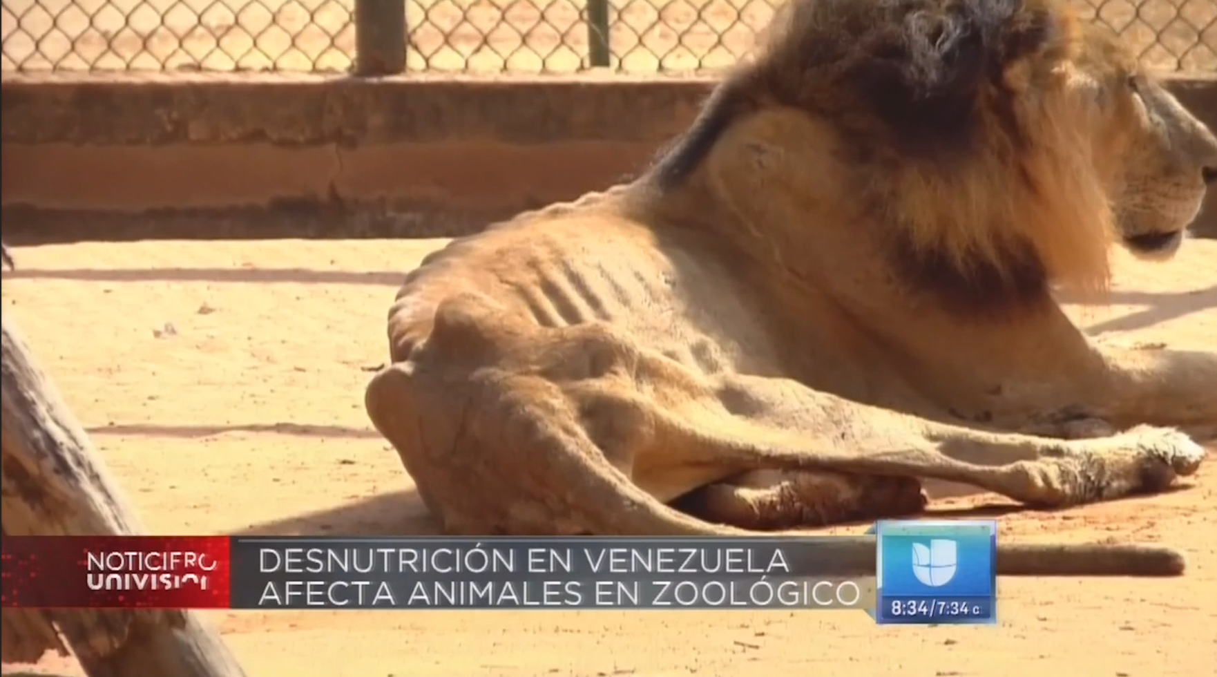 Las Medidas Que Toma Un Zoologico En Venezuela, Para Que Otros Animales No Mueran De Hambre