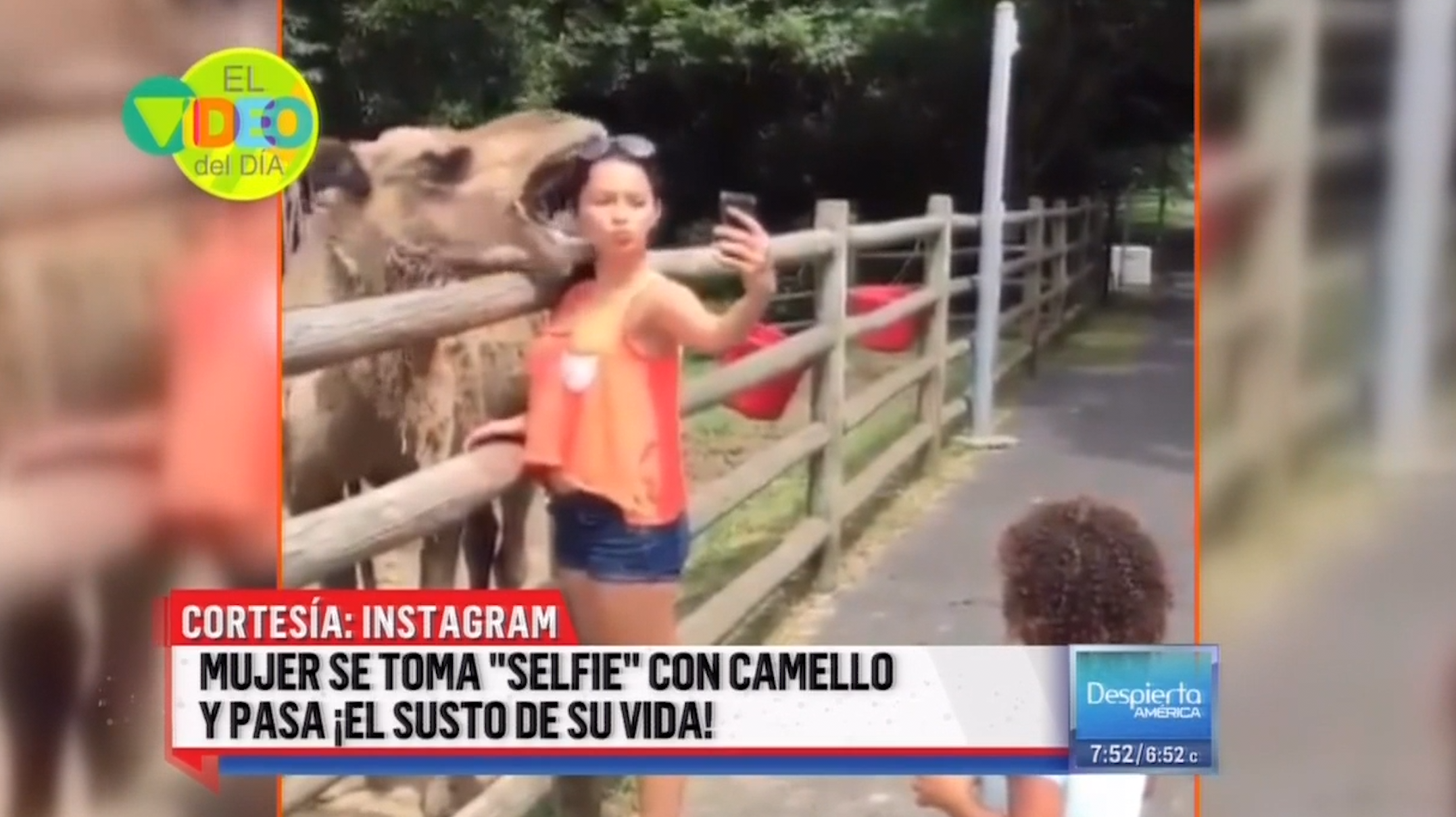 Mujer Se Toma Selfie Con Camello Y Pasa ¡El Susto De Su Vida!
