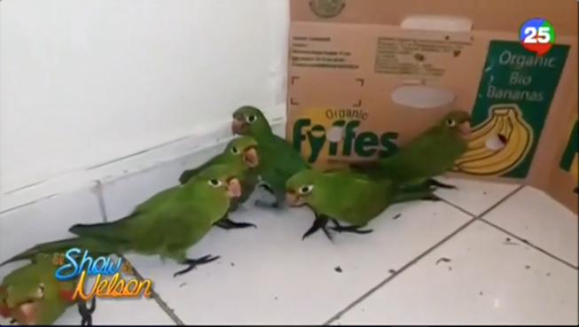 Apresan Hombre Que Transportaba Pericos De Manera Ilegal – El Show De Nelson