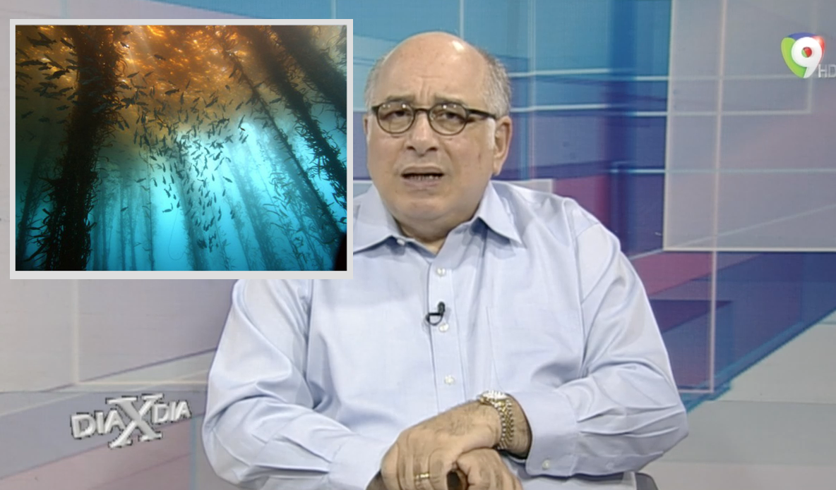 José Baez Comenta Sobre La Gran Problemática De Las Playas Del Este Con Los Sargazos