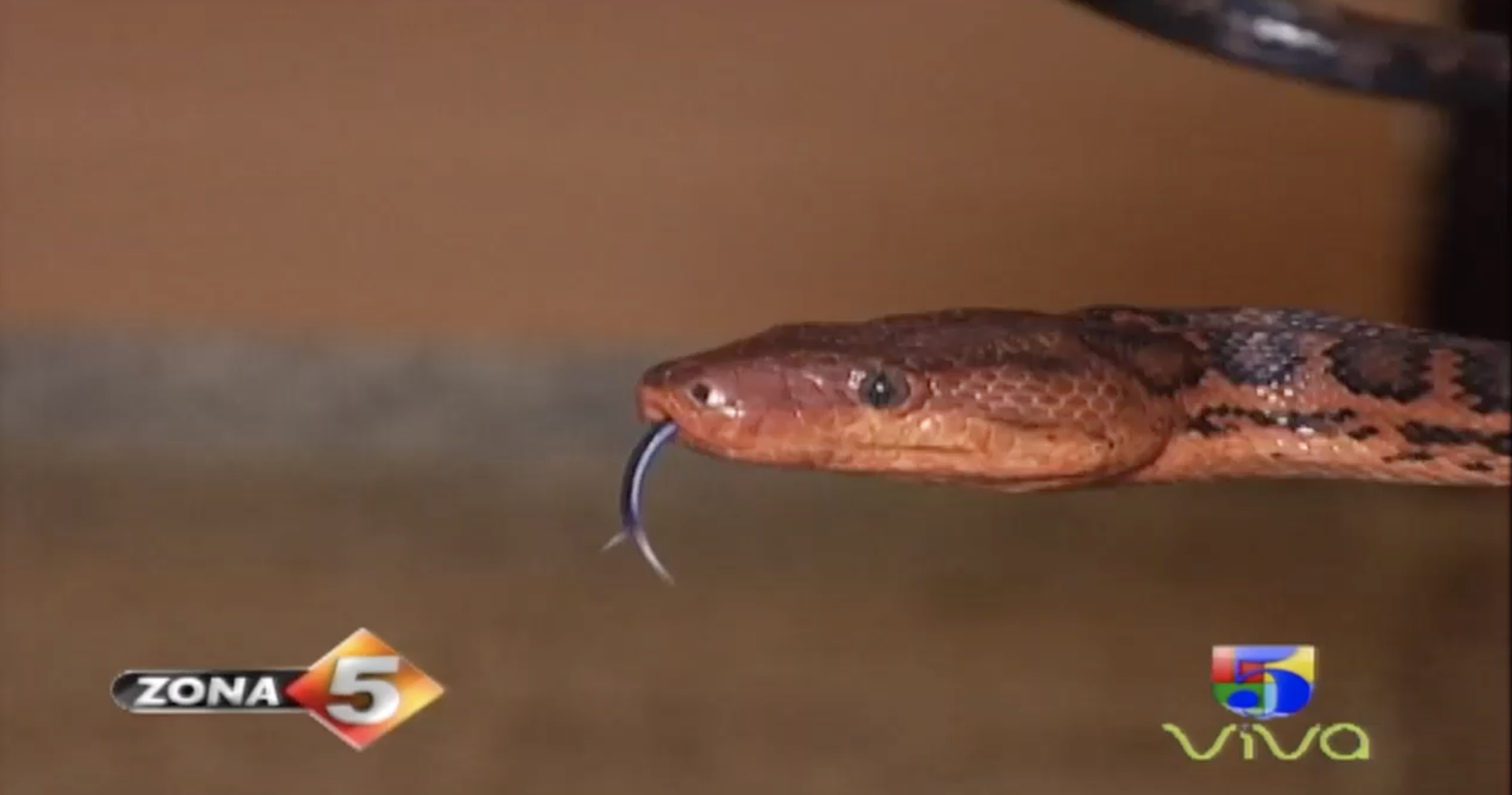 No Creerás La Manera En La Que Llegaron Estas Boa