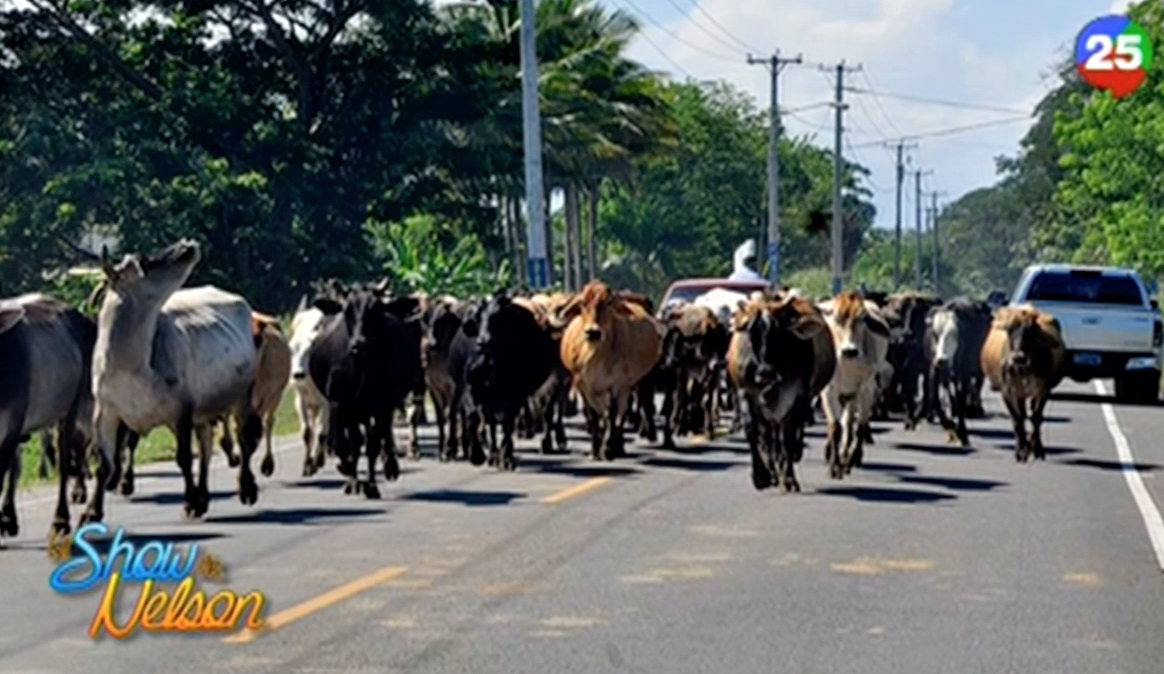 En Puerto Plata Pondrán Multas A Dueños De Animales Que Dejen Que Estos Se Paseen En Las Vías Públicas