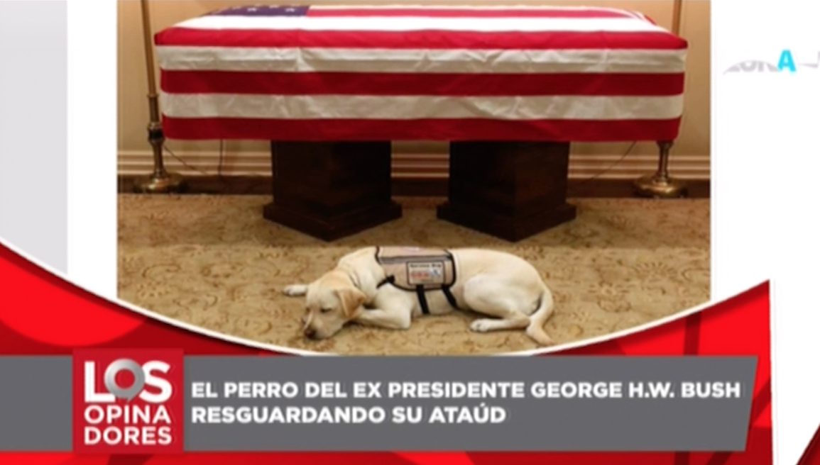 El Perro Del Ex Presidente George H. W. Bush Resguardando Su Ataúd