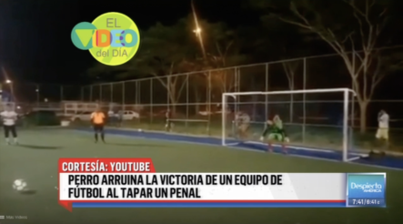 Video Del Día: Perro Arruina La Víctoria De Un Equipo De Fútbol Al Tapar Un Penal