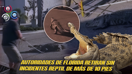 Capturan Enorme Cocodrilo En Estacionamiento De Un 7-Eleven En Florida