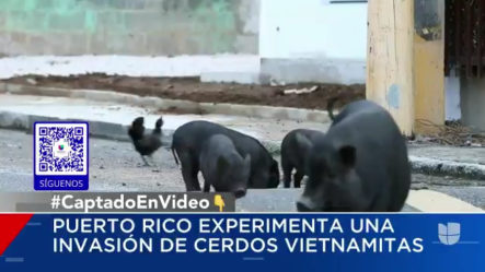 Cerdos Sueltos, La Nueva Plaga Que Azota Las Calles De Puerto Rico.
