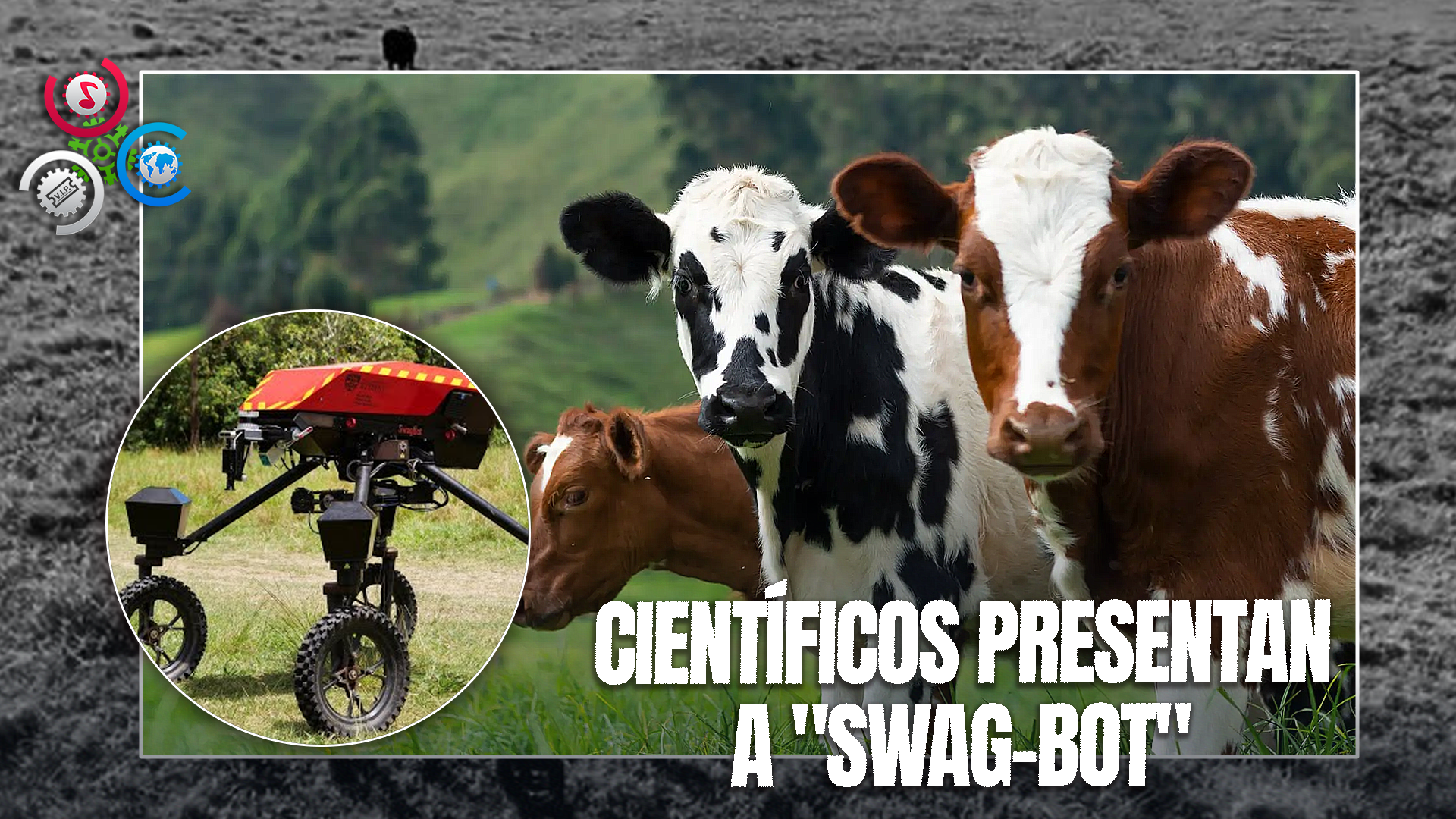 Científicos Australianos Presentan La Primera Vaca Inteligente Del Mundo